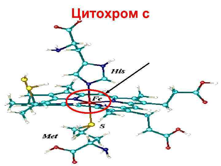 Цитохром с 