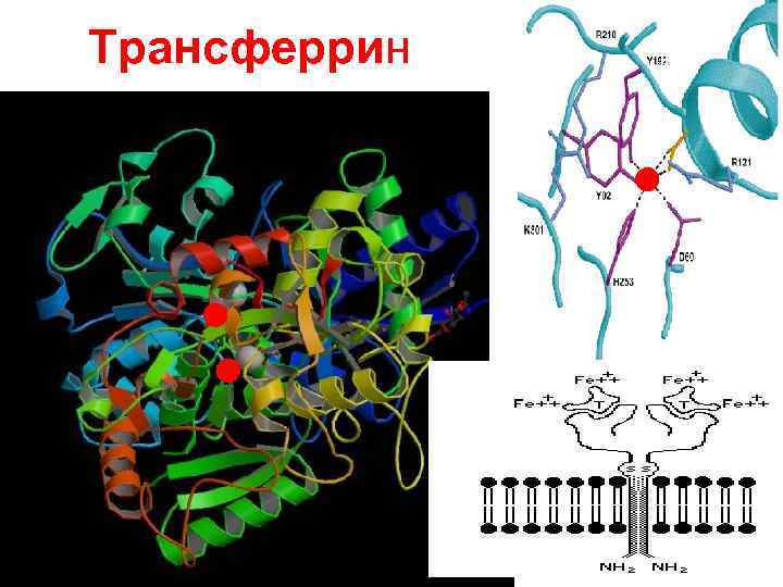 Трансферрин 