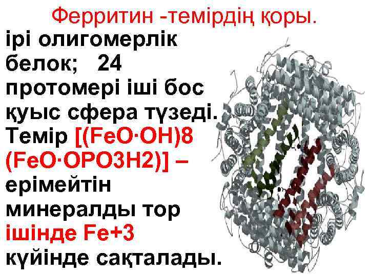 Ферритин -темірдің қоры. ірі олигомерлік белок; 24 протомері іші бос қуыс сфера түзеді. Темір