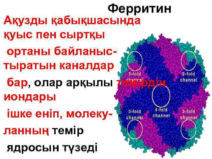 Ферритин Ақузды қабықшасында қуыс пен сыртқы ортаны байланыстыратын каналдар бар, олар арқылы темірдің иондары