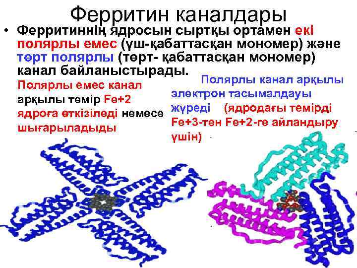 Ферритин каналдары • Ферритиннің ядросын сыртқы ортамен екі полярлы емес (үш-қабаттасқан мономер) және төрт