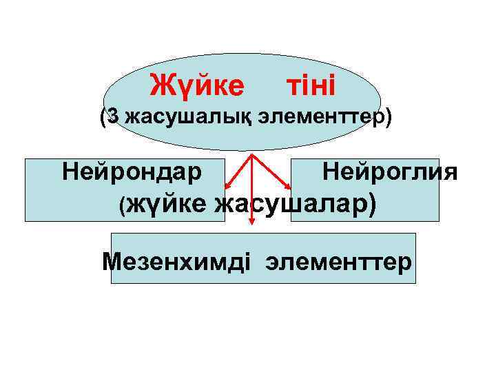 Жүйке тіні (3 жасушалық элементтер) Нейрондар (жүйке Нейроглия жасушалар) Мезенхимді элементтер 
