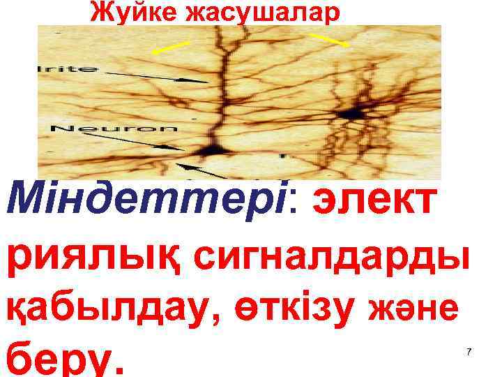 Жуйке жасушалар (нейрондар) Міндеттері: элект риялық сигналдарды қабылдау, өткізу және беру. 7 