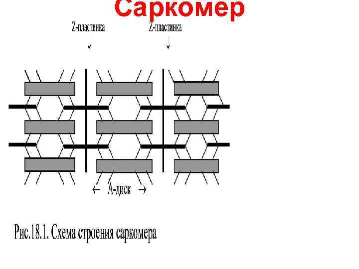 Саркомер 