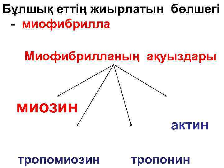 Бұлшық еттің жиырлатын бөлшегі - миофибрилла Миофибрилланың ақуыздары миозин актин тропомиозин тропонин 