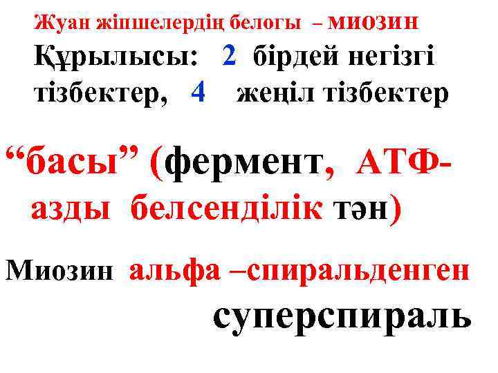 Жуан жіпшелердің белогы – миозин Құрылысы: 2 бірдей негізгі тізбектер, 4 жеңіл тізбектер “басы”