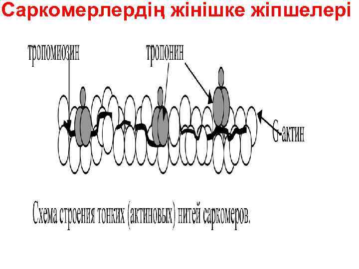 Саркомерлердің жінішке жіпшелері 