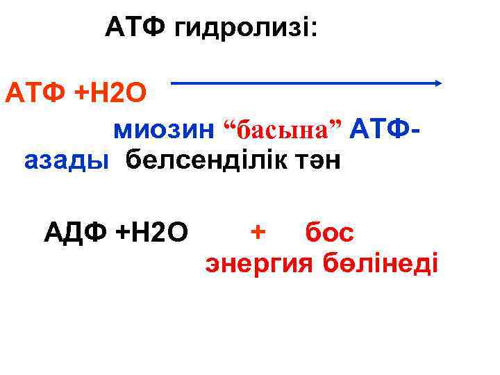 АТФ гидролизі: АТФ +Н 2 О миозин “басына” АТФ- азады белсенділік тән АДФ +Н