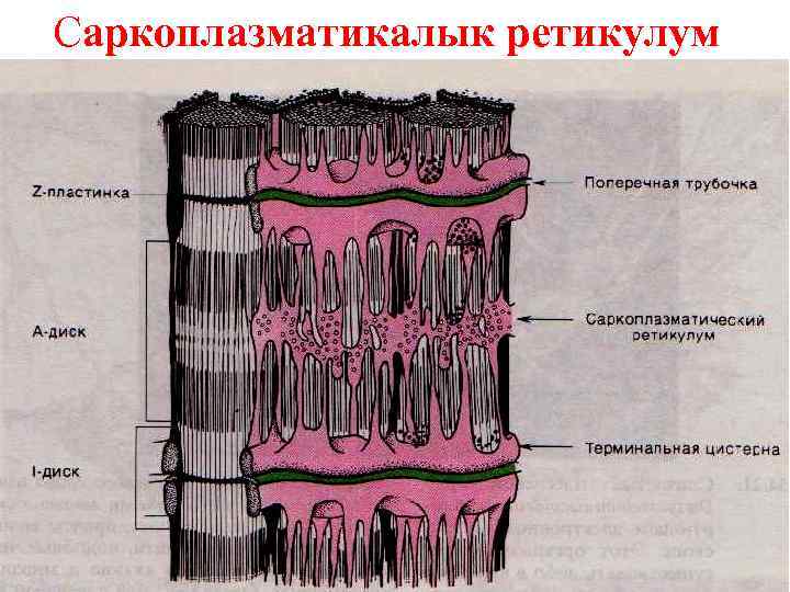 Саркоплазматикалык ретикулум 