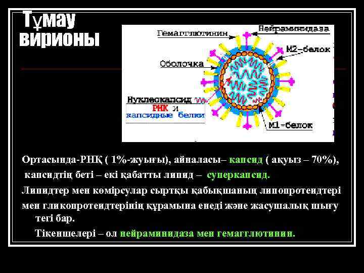 Тұмау вирионы Ортасында-РНҚ ( 1%-жуығы), айналасы– капсид ( ақуыз – 70%), капсидтің беті –