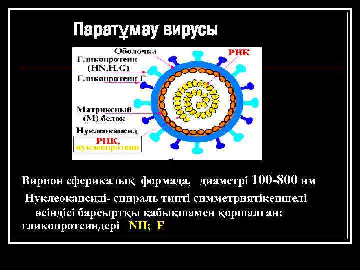 Паратұмау вирусы Вирион сферикалық формада, диаметрі 100 -800 нм Нуклеокапсиді- спираль типті симметриятікеншелі өсіндісі