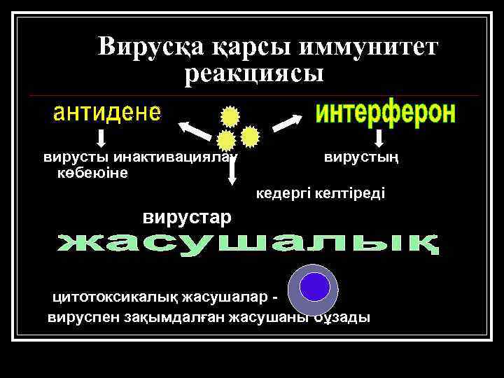 Вирусқа қарсы иммунитет реакциясы вирусты инактивациялау көбеюіне вирустың кедергі келтіреді вирустар цитотоксикалық жасушалар вируспен