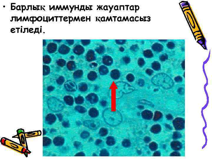  • Барлық иммунды жауаптар лимфоциттермен қамтамасыз етіледі. 