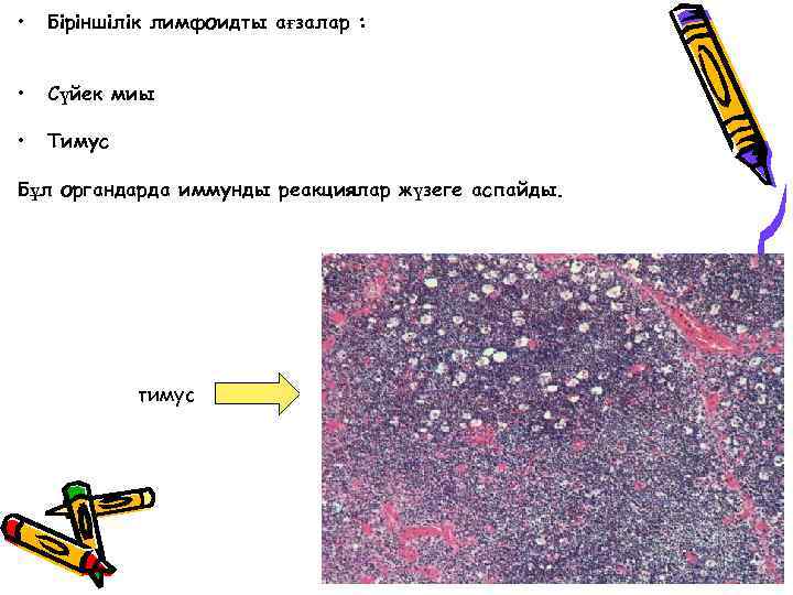 • Біріншілік лимфоидты ағзалар : • Сүйек миы • Тимус Бұл органдарда иммунды