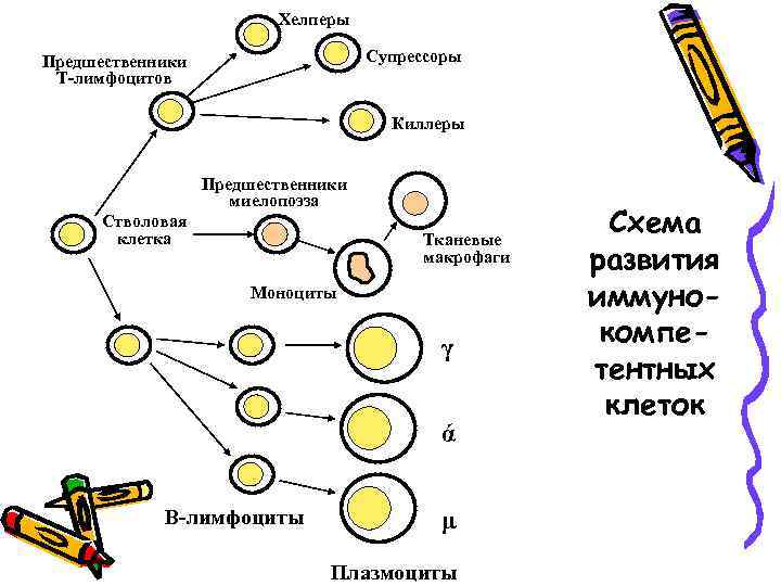 Хелперы Супрессоры Предшественники Т-лимфоцитов Киллеры Предшественники миелопоэза Стволовая клетка Тканевые макрофаги Моноциты γ ά