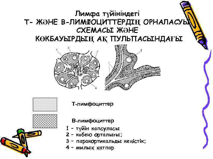 Лимфа түйініндегі Т- ЖӘНЕ В-ЛИМФОЦИТТЕРДІҢ ОРНАЛАСУЫ СХЕМАСЫ ЖӘНЕ КӨКБАУЫРДЫҢ АҚ ПУЛЬПАСЫНДАҒЫ КӨРІНІСІ Т-лимфоциттер 1