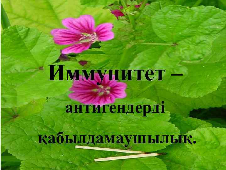 Иммунитет – антигендерді қабылдамаушылық. 
