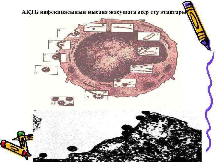 АҚТБ инфекциясының нысана жасушаға әсер ету этаптары 