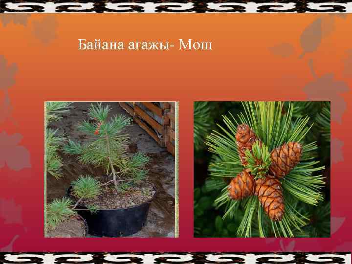 Байана агажы- Мош ш 