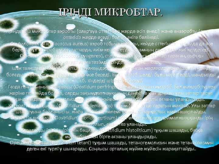 ІРІҢДІ МИКРОБТАР. Іріңдеткіш микробтар аэробты (олар ауа оттегі бар жерде өсіп өнеді) және анаэробты