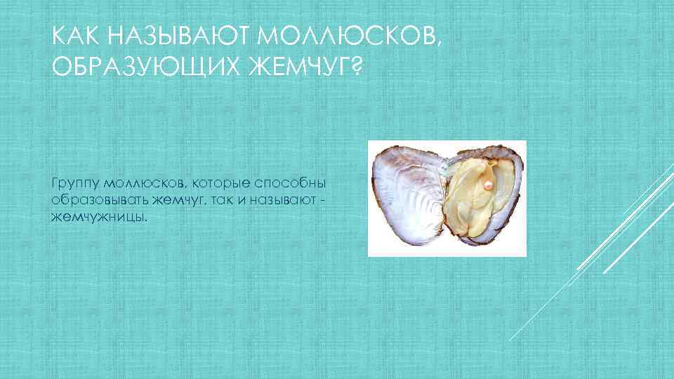 КАК НАЗЫВАЮТ МОЛЛЮСКОВ, ОБРАЗУЮЩИХ ЖЕМЧУГ? Группу моллюсков, которые способны образовывать жемчуг, так и называют