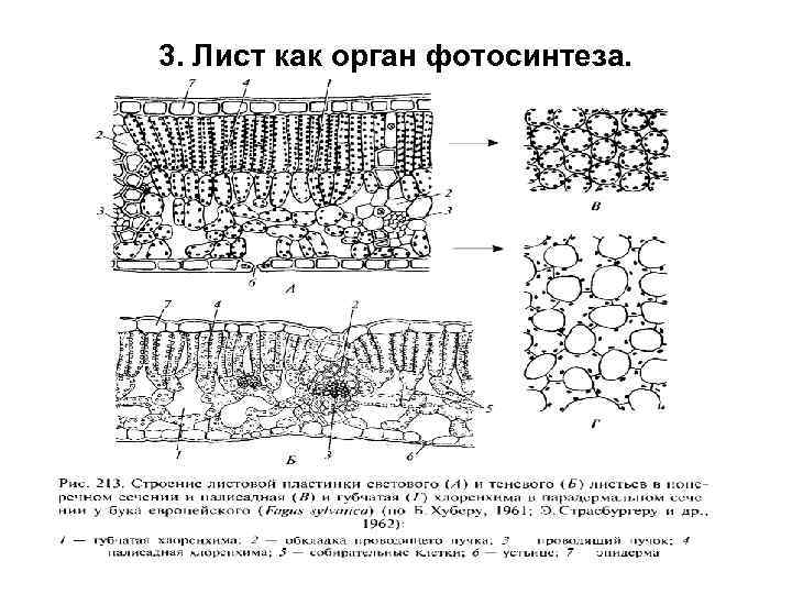 3. Лист как орган фотосинтеза. 