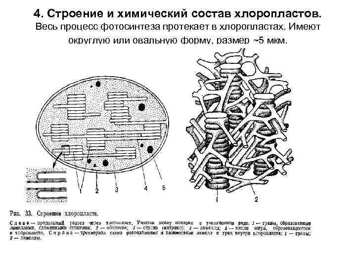 Каким номером на рисунке обозначена структура в состав которой входит липидный бислой хлоропласт