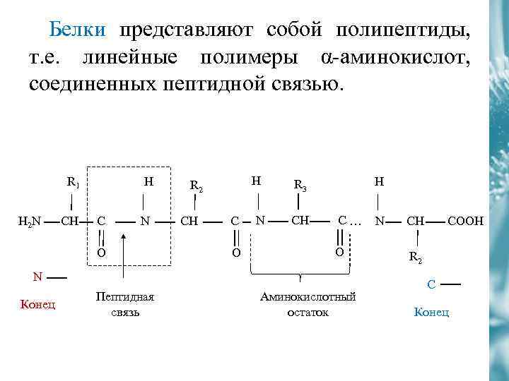 Биохимия белков. Первичная структура белков биохимия. Строение белка биохимия. Белки биохимия строение. Белки биохимия структура.