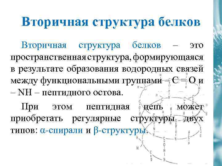 Вторичная структура белка поддерживается водородными связями