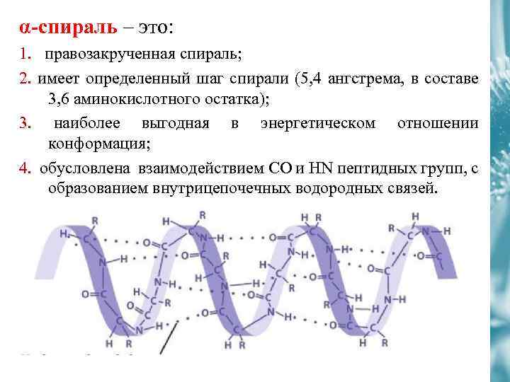 α-спираль – это: 1. правозакрученная спираль; 2. имеет определенный шаг спирали (5, 4 ангстрема,