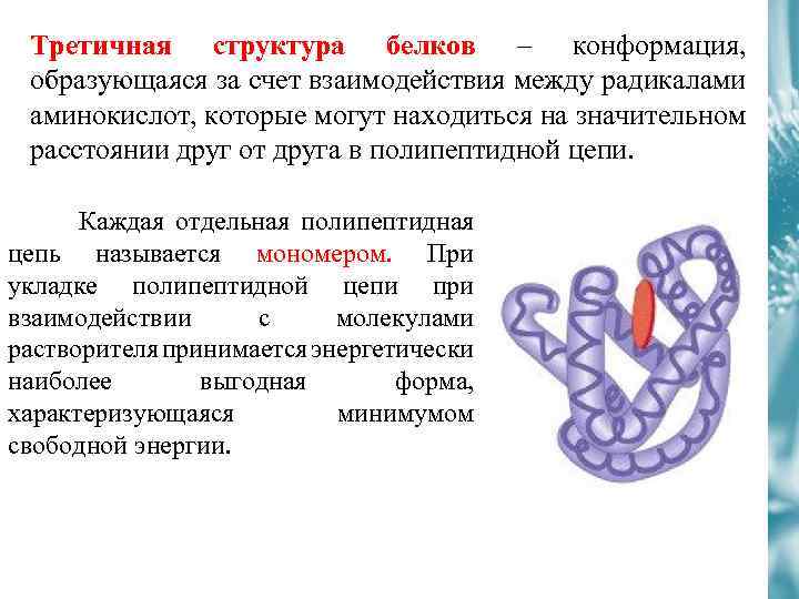 Белки строение и функции