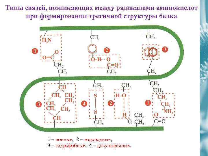 Типы связей, возникающих между радикалами аминокислот при формировании третичной структуры белка 1 – ионные;