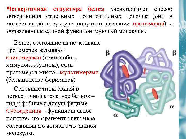 Четвертичная структура белка образуется в результате взаимодействия