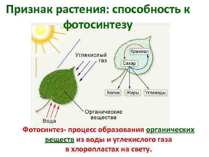 Схема фотосинтеза растений