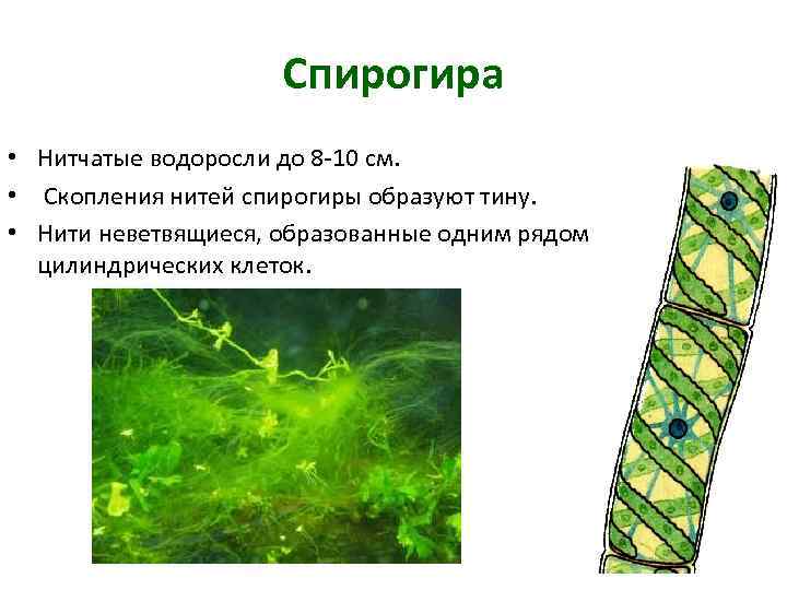 В результате чего образуются водоросли