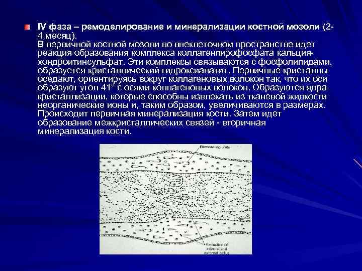 IV фаза – ремоделирование и минерализации костной мозоли (24 месяц). В первичной костной мозоли