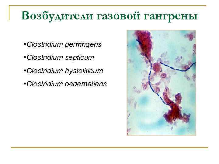 Возбудители газовой гангрены • Clostridium perfringens • Clostridium septicum • Clostridium hystoliticum • Clostridium