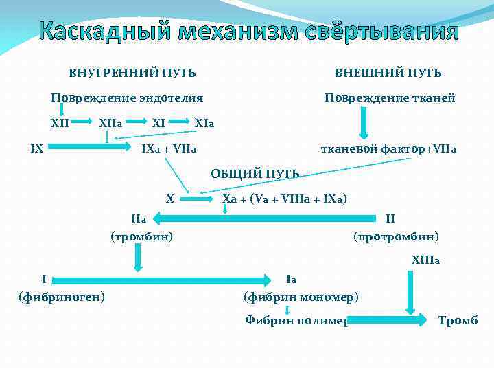 Схемы свертывания крови по внешнему и внутреннему пути