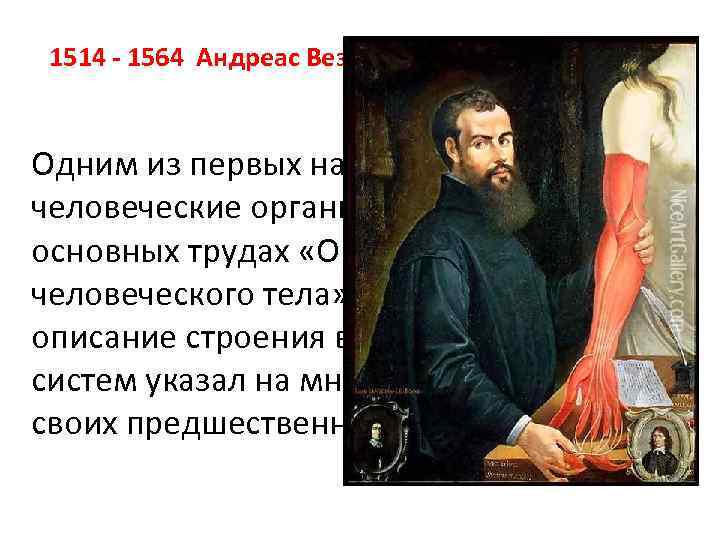 1514 1564 Андреас Везалий (Vesalius) Одним из первых начал изучать человеческие органы путем вскрытий.