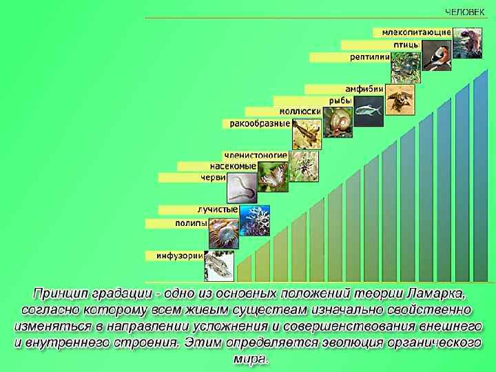 На рисунке изображён великий Жан Батист Пьер Антуан де Моне французский естествоиспытатель и de