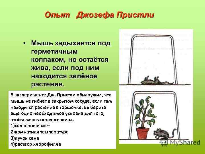 В эксперименте Дж. Пристли обнаружил, что мышь не гибнет в закрытом сосуде, если там