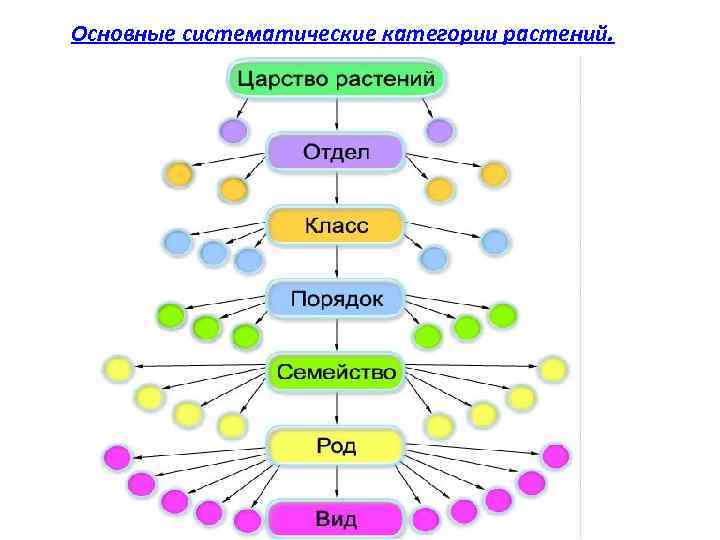 Основные систематические категории растений. 