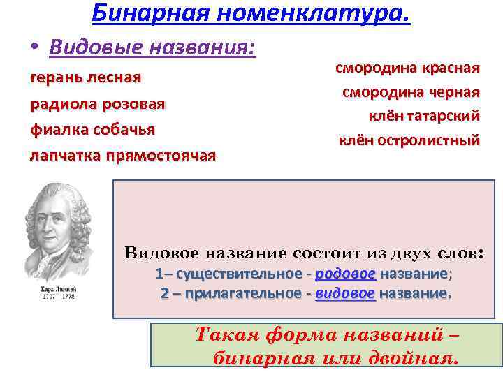 Бинарная номенклатура. • Видовые названия: герань лесная радиола розовая фиалка собачья лапчатка прямостоячая смородина