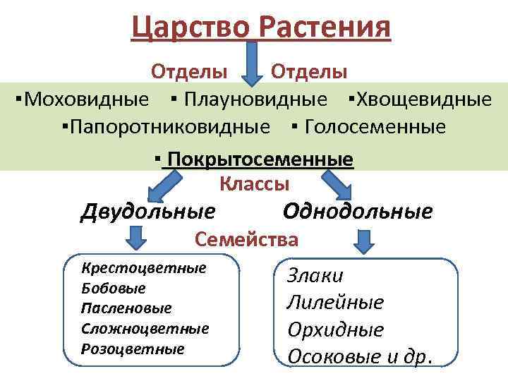 Царство Растения Отделы ▪Моховидные ▪ Плауновидные ▪Хвощевидные ▪Папоротниковидные ▪ Голосеменные ▪ Покрытосеменные Классы Двудольные