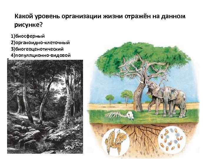 Какой уровень организации жизни отражён на данном рисунке? 1)молекулярно генетический 1)биосферный 2)органоидно клеточный 3)организменный