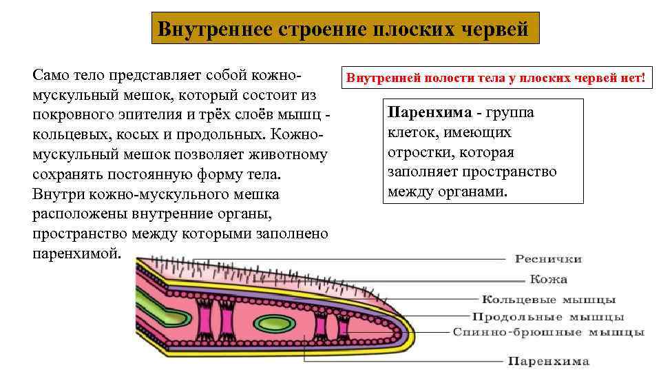 Внутреннее строение плоских червей Само тело представляет собой кожно. Внутренней полости тела у плоских