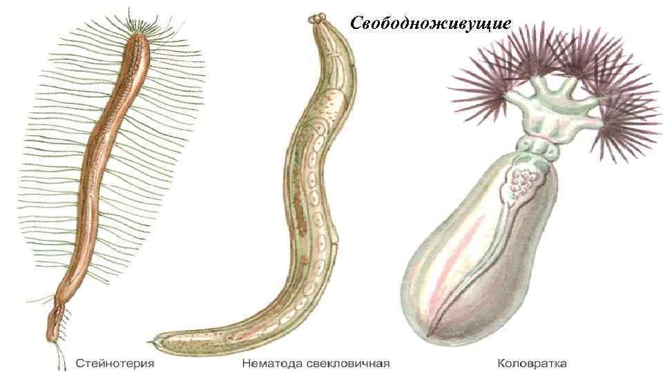 Свободноживущие паразитические черви