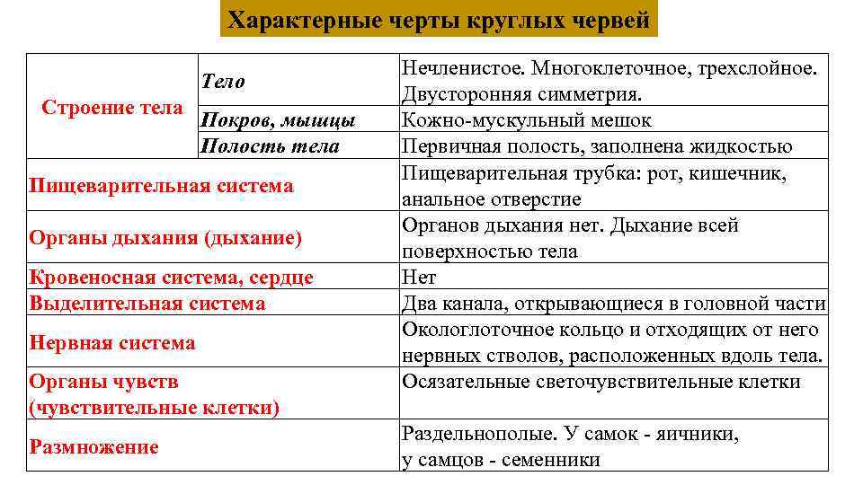 Характерные черты круглых червей Тело Строение тела Покров, мышцы Полость тела Пищеварительная система Органы