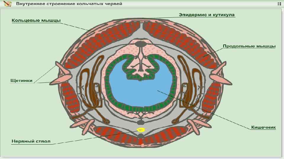 Внутреннее строение кольчатых червей. Кутикула плоских червей. Сегментация кольчатых червей. Сегментация тела кольчатых червей. Кольчатые черви строение кутикулы.