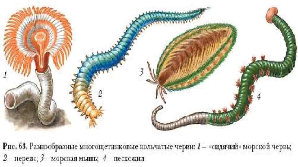 Кольчатые черви представители. Многощетинковые черви многообразие. Многощетинковые кольчатые черви рисунок. Многощетинковые черви пескожил. Сидячий кольчатый червь.